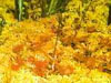 Drosera rotundifolia - rosnatka okrouhlolist