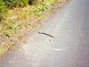 Pekvpko: zmije na cest k Tjezern slati